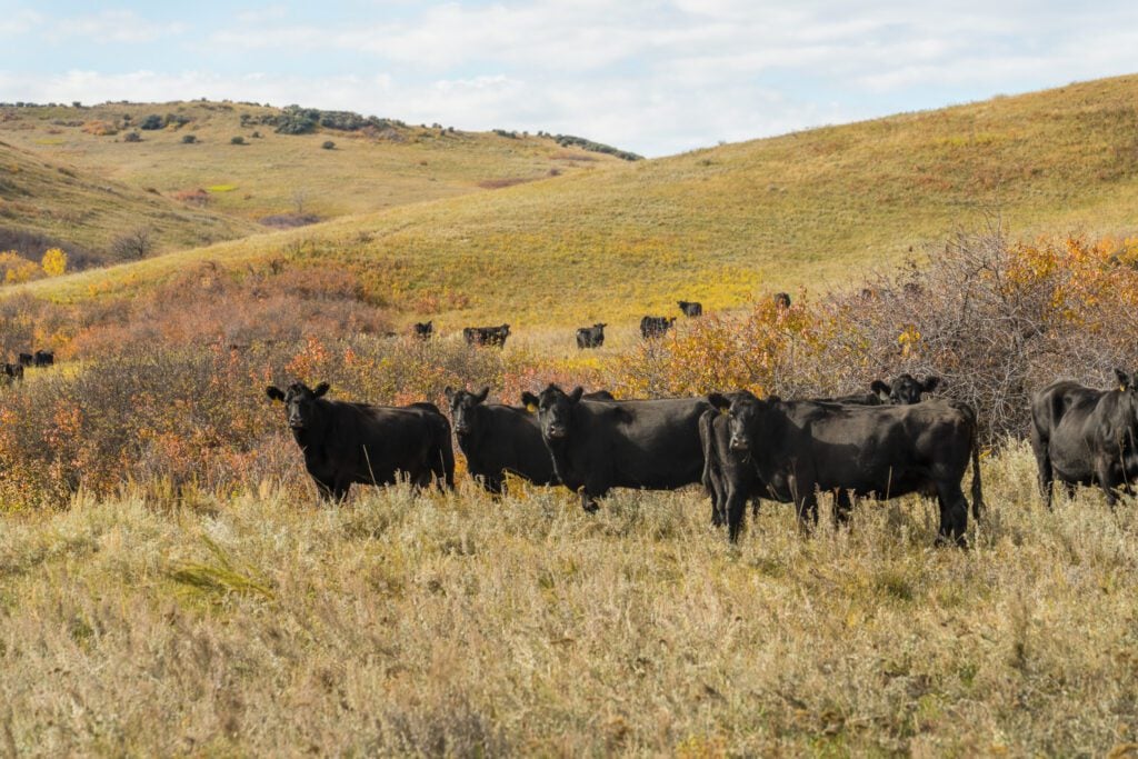 Field of Cattle