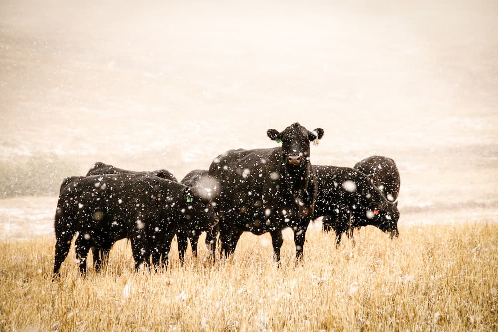 Cattle in the Snow