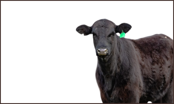 Cattle