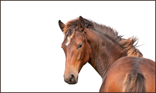 Horses