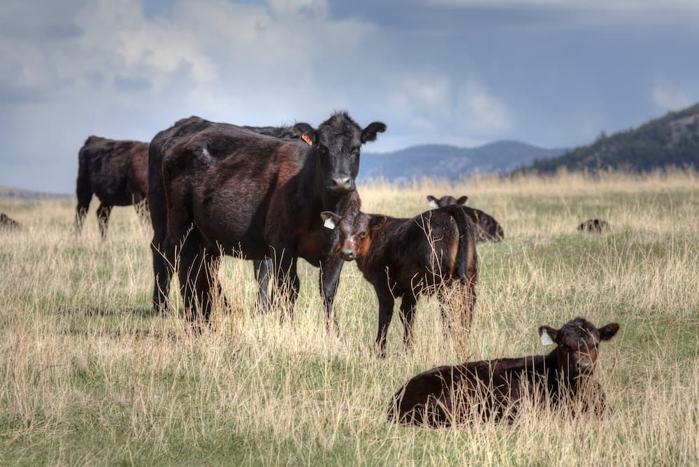 Cattle in the Snow